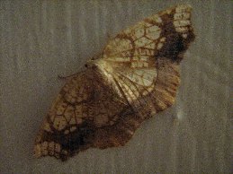 anotherbathroommoth