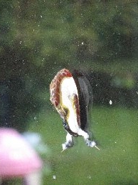 birdpoopmoth