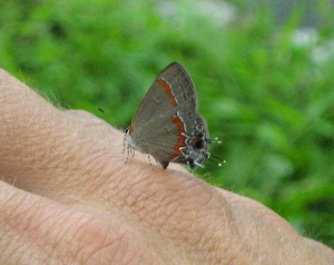 hairstreak