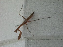 mantis