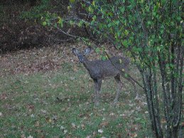 deer
