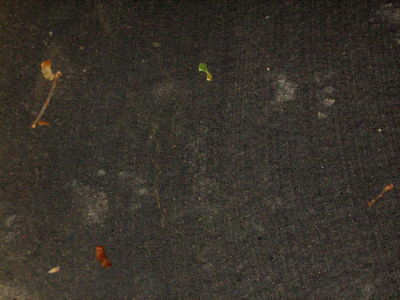 Bear Foot Prints