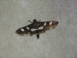 forester moth
