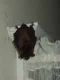 bat2