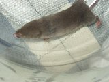 shrew